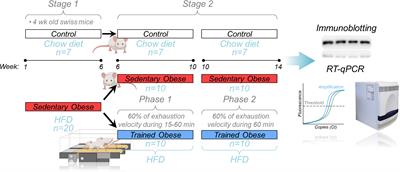 Exercise Counterbalances Rho/ROCK2 Signaling Impairment in the Skeletal Muscle and Ameliorates Insulin Sensitivity in Obese Mice